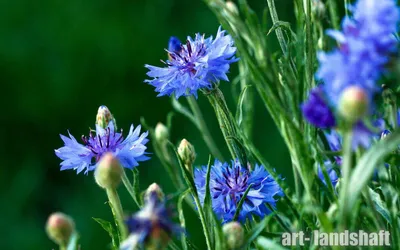 Василек синий (Centaurea cyanus) ⋆ Сорные растения