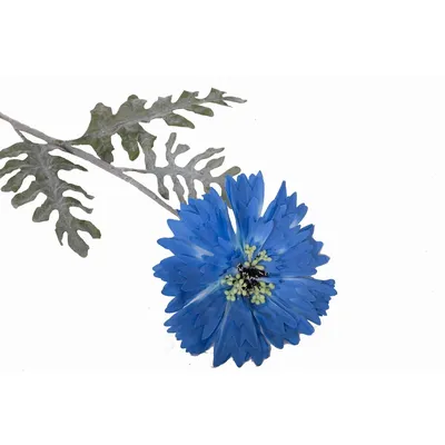 Василек синий (Centaurea cyanus) ⋆ Сорные растения