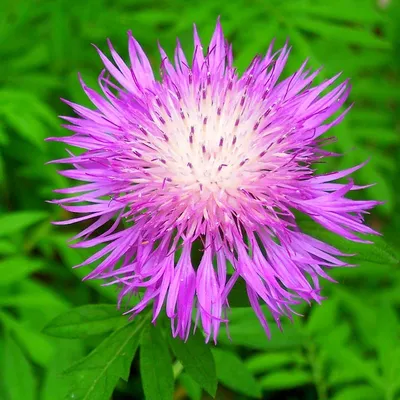 Василек луговой (Centaurea jacea L.)