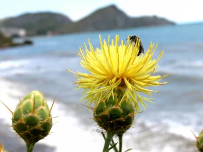 Василёк (Centaurea) - PictureThis