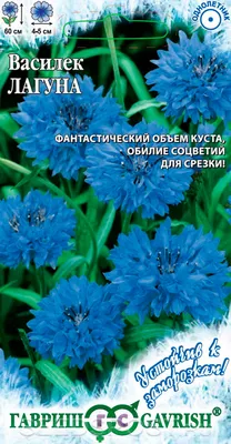 Василек синий 'Блю Болл', синий, купить в горшке, оптом и в розницу, с  доставкой