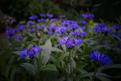 🌱 Василек (Волошка) Горный по цене от 750 руб: саженцы, рассада - купить в  Москве с доставкой - интернет-магазин Все Сорта