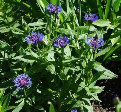 Василек горный Грандифлора | Lilac Garden