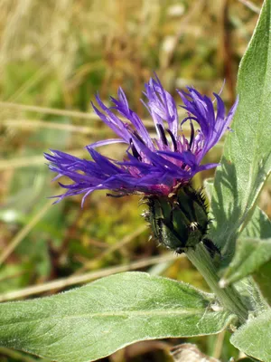 Василек горный: купить в Москве саженцы Centaurea montana в питомнике  «Медра» по цене от 380 руб