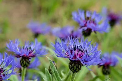 Василек горный \"Centaurea\" купить по цене цена по запросу от питомника  саженцев и растений Центросад | Фото и консультация по уходу