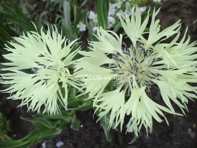 Василёк горный (Centaurea montana) - PictureThis