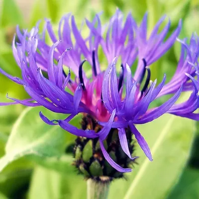 Centaurea montana / Василёк горный | Атлас цветущих растений