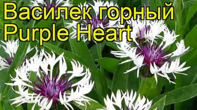 Василек горный (Centaurea montana) - купить саженцы в Минске и Беларуси