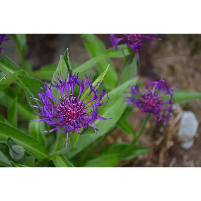 Файл:Centaurea montana-0199.jpg — Википедия