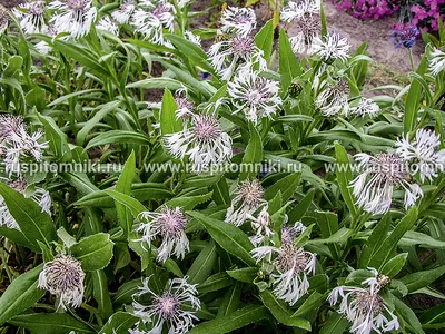 Василек горный - Василек - GardenPlants