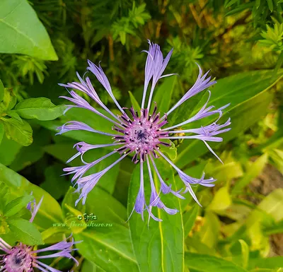 Фотокаталог растений: Василёк горный (Centaurea montana)