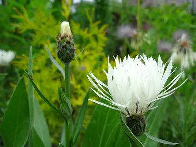 Василек горный (Centaurea montana `Alba`) - Василек горный - Василек -  Многолетники - Каталог - LESKOVO-PITOMNIK.ru