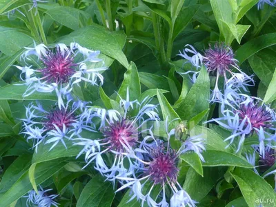 Флора Северной Америки (Flora of North America) - Василёк горный (Centaurea  montana) - Spikальбом