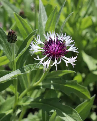 Василек горный 'Black Sprite' (Centaurea montana 'Black Sprite')