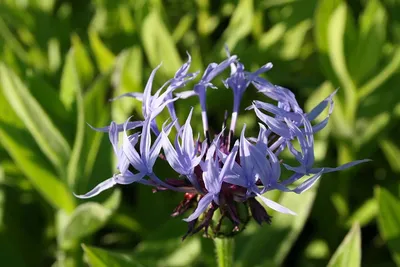 Василёк горный (Centaurea montana) - «Какое растение может вытеснить пырей  и люпин? ВАСИЛЁК горный! Европейский гость, который уже давно прижился и  обжился в средней полосе России. Может стать СОРНЯКОМ. » | отзывы