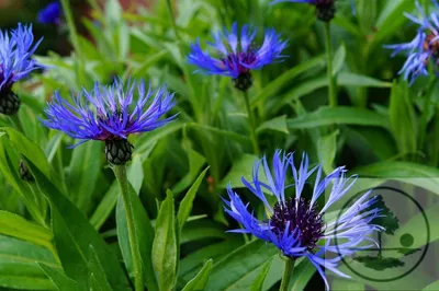 Василёк горный (Centaurea montana) - «Какое растение может вытеснить пырей  и люпин? ВАСИЛЁК горный! Европейский гость, который уже давно прижился и  обжился в средней полосе России. Может стать СОРНЯКОМ. » | отзывы