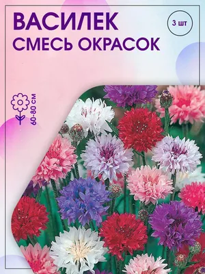 Васильки многолетние Гавриш многолетник - купить по выгодным ценам в  интернет-магазине OZON (841843149)