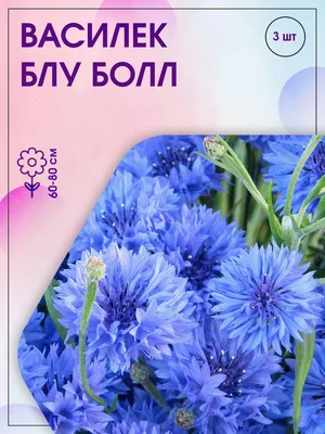 Василек махровый Белый 0.5 г, Яскрава: продажа, цена в Ирпене. Семена и  клубни трав и цветов от \"rozamimoza\" - 1568921645