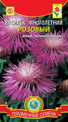 Василёк голубой многолетний