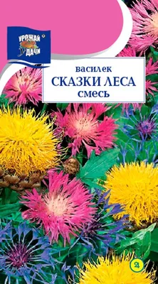 Василек многолетний купить выгодно Сады-Эдема.рф – интернет магазин  растений для сада