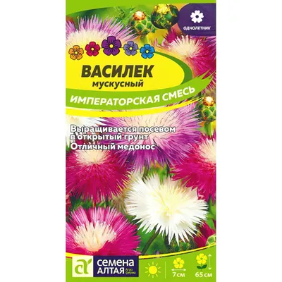 Василёк мускусный — Fokart.net