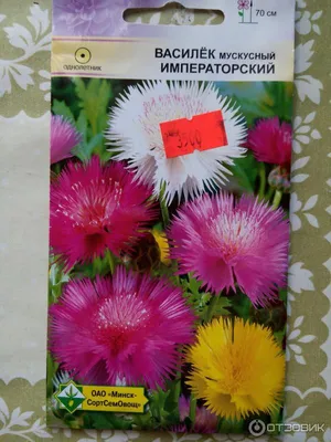 ВАСИЛЕК МУСКУСНЫЙ 0,3 Г флос | Агрофирма «ФЛОС»