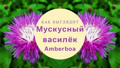 Семена цветов Престиж василек Мускусный желтый 10 шт. по цене 25 ₽/шт.  купить в Кемерове в интернет-магазине Леруа Мерлен