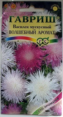 Семена Василек мускусный Невеста: описание сорта, фото - купить с доставкой  или почтой России