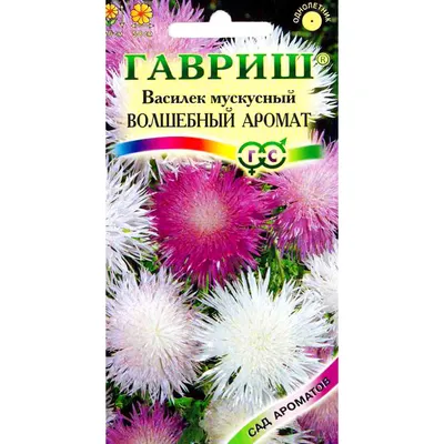 Мускусный василёк/ Амбербоа / Amberboa - YouTube