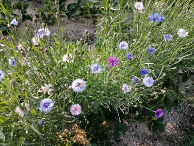 Василек мускусный. Краткий обзор, описание centaurea moschata, amberboa  moschata Невестак - YouTube