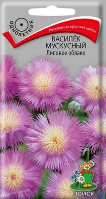 Василек