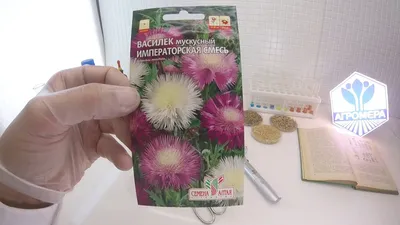 ВАСИЛЕК - mydobro seeds