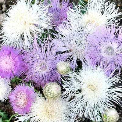 Василёк мускусный (Centaurea Moschata)