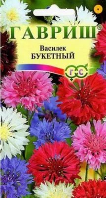 Сиреневый василёк — Fokart.net