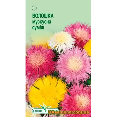семена Василек: купить семена почтой. Интернет-магазин семян декоративных  цветов с доставкой по России