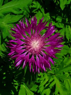 Василек подбеленный (Centaurea dealbata) - Василек подбеленный - Василек -  Многолетники - Каталог - LESKOVO-PITOMNIK.ru