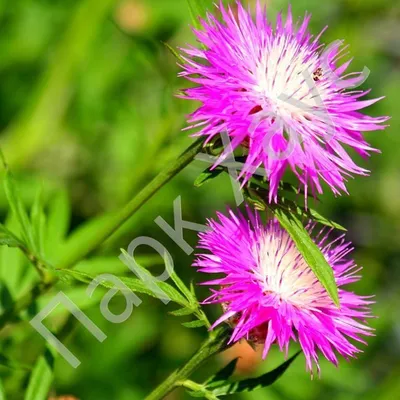 Василек подбеленный Centaurea dealbata