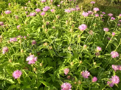 Василек подбеленный (Centaurea dealbata) - Василек подбеленный - Василек -  Многолетники - Каталог - LESKOVO-PITOMNIK.ru