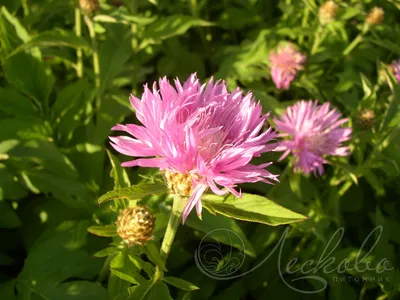 Василек подбеленный \"Centaurea\" купить по цене 550 рублей от питомника  саженцев и растений Центросад | Фото и консультация по уходу