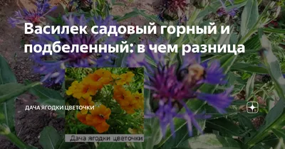 Василек горный \"Centaurea\" купить по цене цена по запросу от питомника  саженцев и растений Центросад | Фото и консультация по уходу