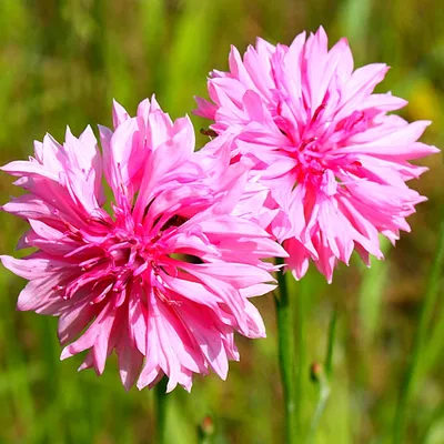 MW0634534, Centaurea dealbata (Василек подбеленный), specimen