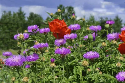 Василек подбеленный (Centaurea dealbata) - YouTube