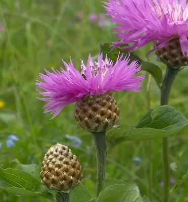 Василек подбеленный (Centaurea dealbata) - Василек подбеленный - Василек -  Многолетники - Каталог - LESKOVO-PITOMNIK.ru