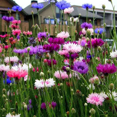 Василек крупноголовый (Centaurea macrocephala) - купить саженцы в Минске и  Беларуси