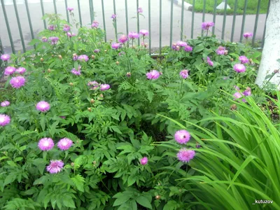 Красивые цветы для тенистого сада | GardenLife | Дзен