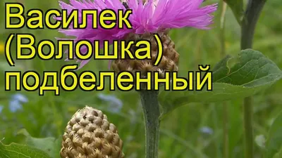 Помогите определить растения - Помогите определить растение - GreenInfo.ru
