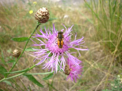 ФОТОГАЛЕРЕЯ. Красота полевых цветов. Василек шероховатый. Centaurea  scabioza L.