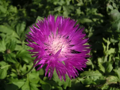 Василек — фото цветка, сорта многолетнего и однолетнего садового василька,  уход за васильком. | Любимые цветы