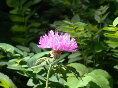 Василек луговой (Centaurea jacea)