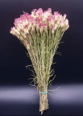 Купить Искусственный цветок Василек по выгодной цене в интернет-магазине  OZON.ru (174898607)
